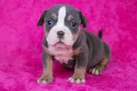 Blue Tri Female, a female American Bully for sale in Orangeburg, SC – Photo 1 of 5