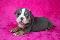 Blue Tri Female, a female American Bully for sale in Orangeburg, SC – Photo 3 of 5
