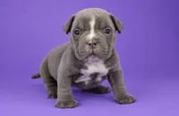 Lilac Female, a female American Bully for sale in Orangeburg, SC – 4 of 5