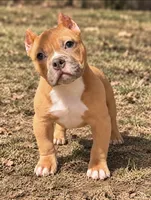 Fawn Female, a female American Bully for sale in Orangeburg, SC – 2 of 2