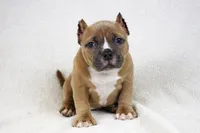 Fawn Female, a female American Bully for sale in Orangeburg, SC – 3 of 8