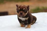 Chocolate Tri Male, a male American Bully for sale in Orangeburg, SC – 7 of 10