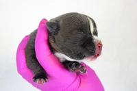 Blue Male, a male American Bully for sale in Orangeburg, SC – 1 of 3