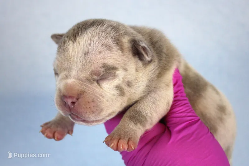 Lilac Merle Female – American Bully puppy for sale in Orangeburg, SC