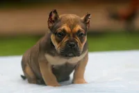 Sable Male, a male American Bully for sale in Orangeburg, SC – 4 of 7