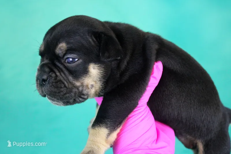Black Tri Female – American Bully puppy for sale in Orangeburg, SC