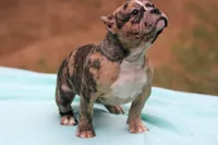 Black Merle Female, a female American Bully for sale in Orangeburg, SC – Photo 7 of 8