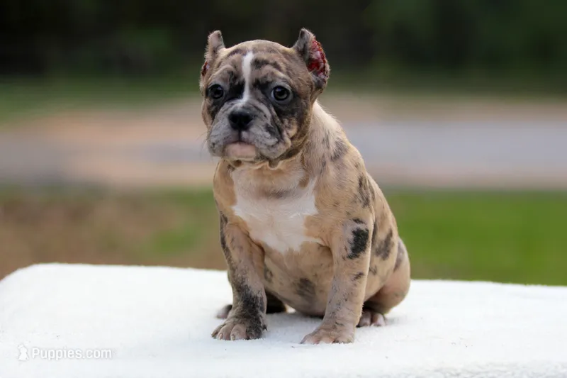Black Merle Female – American Bully puppy for sale in Orangeburg, SC