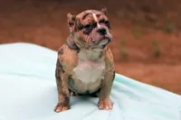 Black Merle Female, a female American Bully for sale in Orangeburg, SC – Photo 5 of 8