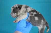 Blue Merle Female, a female American Bully for sale in Orangeburg, SC – Photo 4 of 4