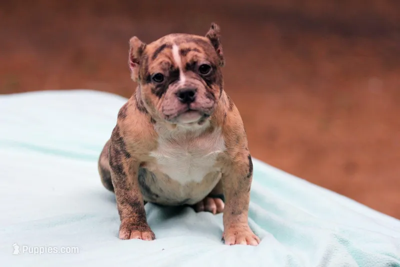 Black Merle Female – American Bully puppy for sale in Orangeburg, SC