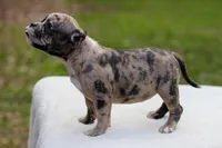 Black Merle Female, a female American Bully for sale in Orangeburg, SC – Photo 4 of 4