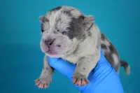 Blue Merle Female, a female American Bully for sale in Orangeburg, SC – Photo 1 of 4