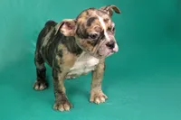 Black Merle Female, a female American Bully for sale in Orangeburg, SC – Photo 3 of 4