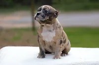 Black Merle Female, a female American Bully for sale in Orangeburg, SC – Photo 2 of 4