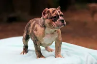 Black Merle Female, a female American Bully for sale in Orangeburg, SC – Photo 2 of 8