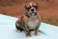 Black Merle Female, a female American Bully for sale in Orangeburg, SC – Photo 4 of 8