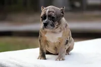 Black Merle Female, a female American Bully for sale in Orangeburg, SC – Photo 3 of 4