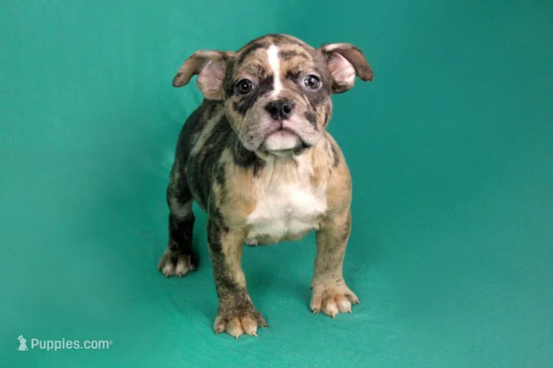 Black Merle Female – American Bully puppy for sale in Orangeburg, SC