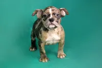 Black Merle Female, a female American Bully for sale in Orangeburg, SC – Photo 1 of 4