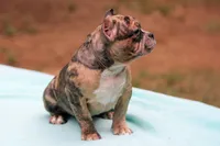 Black Merle Female, a female American Bully for sale in Orangeburg, SC – Photo 8 of 8