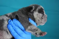 Blue Merle Female, a female American Bully for sale in Orangeburg, SC – Photo 2 of 4