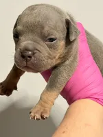 Blue Tri Male, a male American Bully for sale in Orangeburg, SC – 2 of 2