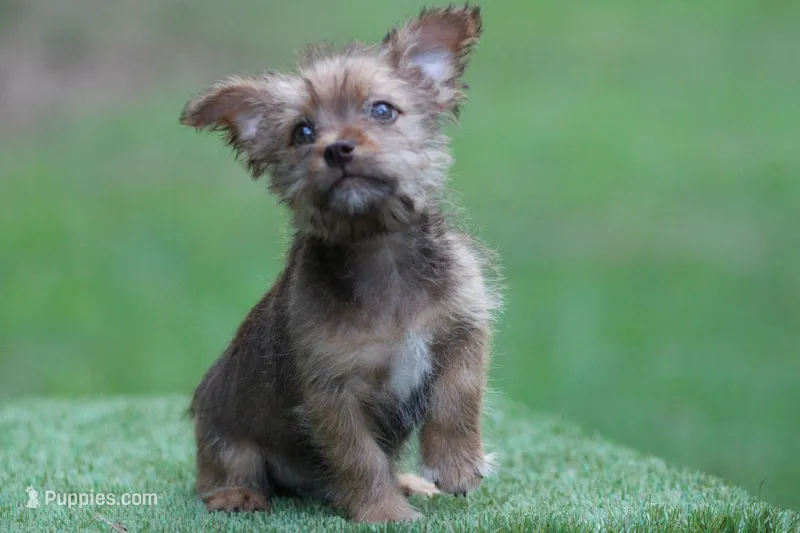 Male 3 – American Bully, Cavapoo puppy for sale in Orangeburg, SC