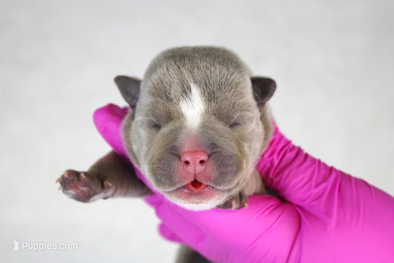 Lilac Female – American Bully puppy for sale in Orangeburg, SC