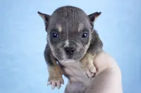 Blue Tri Female, a male American Bully for sale in Orangeburg, SC – Photo 3 of 4