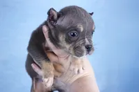 Blue Tri Female, a male American Bully for sale in Orangeburg, SC – Photo 4 of 4