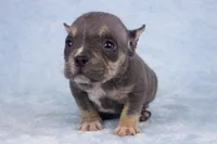 Blue Tri Female, a male American Bully for sale in Orangeburg, SC – Photo 2 of 4