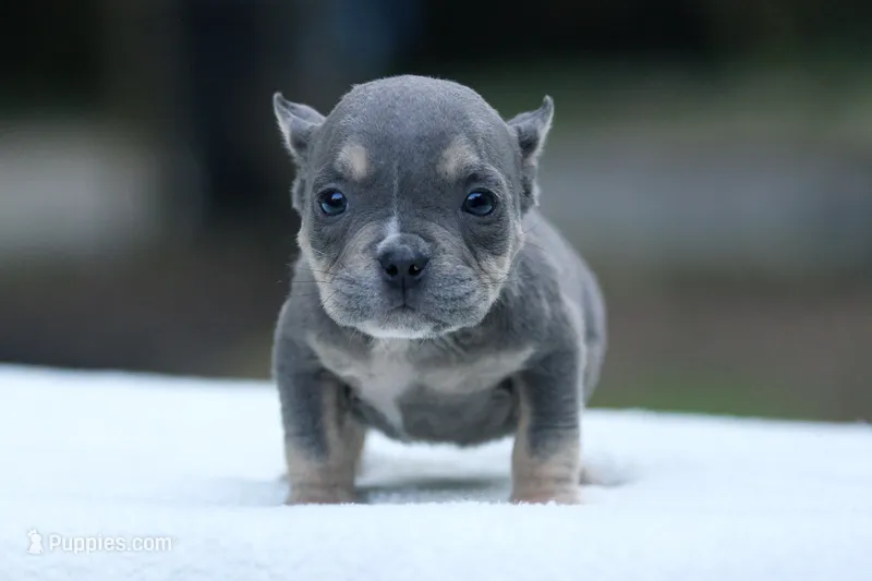 Blue Tri Female – American Bully puppy for sale in Orangeburg, SC