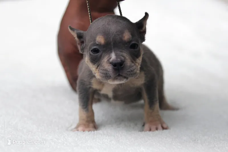 Blue Tri Female – American Bully puppy for sale in Orangeburg, SC