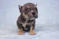 Blue Tri Female, a male American Bully for sale in Orangeburg, SC – Photo 1 of 4