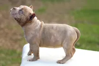 Lilac Merle Female, a female American Bully for sale in Orangeburg, SC – Photo 5 of 5