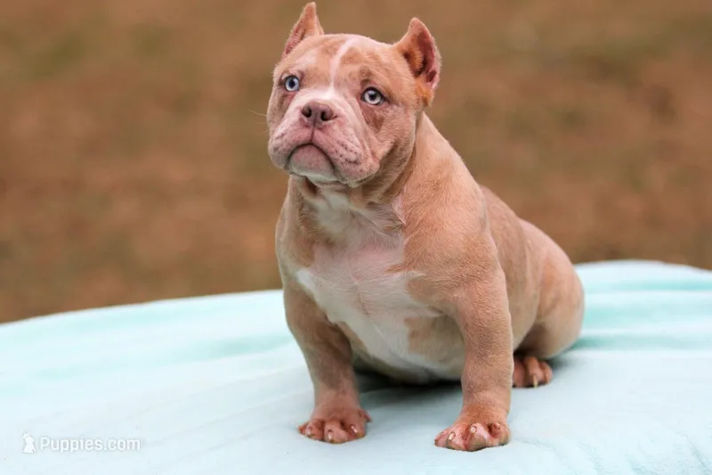 Lilac Merle Female – American Bully puppy for sale in Orangeburg, SC