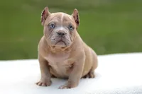 Lilac Merle Female, a female American Bully for sale in Orangeburg, SC – Photo 1 of 5