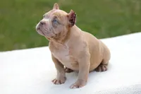 Lilac Merle Female, a female American Bully for sale in Orangeburg, SC – Photo 4 of 5