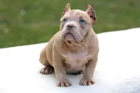 Lilac Merle Female, a female American Bully for sale in Orangeburg, SC – Photo 3 of 5