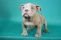 Lilac Merle Female, a female American Bully for sale in Orangeburg, SC – Photo 3 of 3