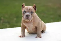 Lilac Merle Female, a female American Bully for sale in Orangeburg, SC – Photo 2 of 5