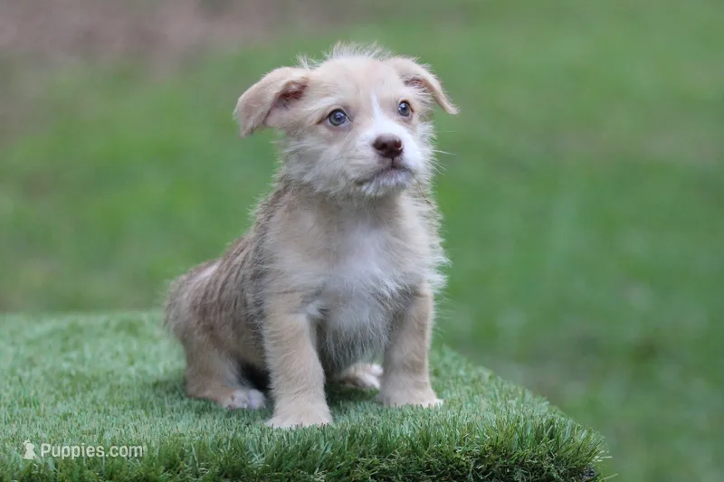 Male 2 – American Bully, Cavapoo puppy for sale in Orangeburg, SC