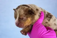 Chocolate Tri Merle Male, a male American Bully for sale in Orangeburg, SC – 2 of 5