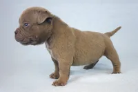 Lilac Male, a male American Bully for sale in Orangeburg, SC – 4 of 5