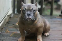 Fawn Male, a male American Bully for sale in Orangeburg, SC – 2 of 5
