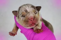 Chocolate Tri Merle Female, a female American Bully for sale in Orangeburg, SC – 5 of 6