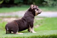 Chocolate Tri Yogi Son, a male American Bully for sale in Orangeburg, SC – 4 of 6