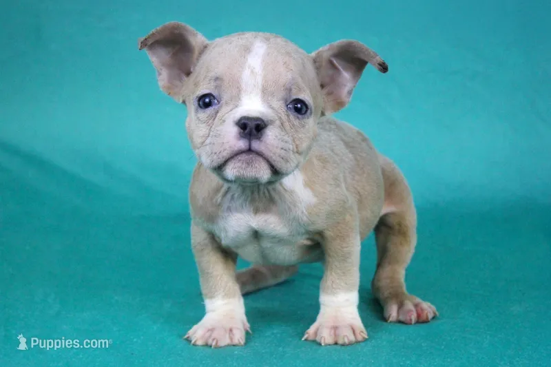 Fawn Merle Female – American Bully puppy for sale in Orangeburg, SC