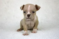 Fawn Merle Female, a female American Bully for sale in Orangeburg, SC – Photo 2 of 2